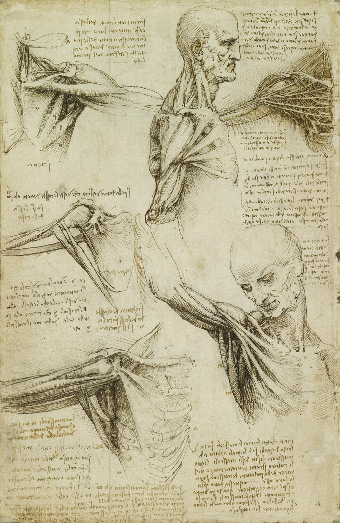Leonardo da Vinci anatomical drawing of the human shoulder and neck muscles